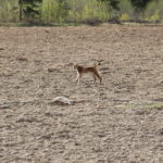 037_1372 ilves saagiga