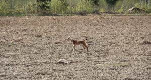 Avati aasta looma näitus ja kuulutati välja parimad ilvese fotod