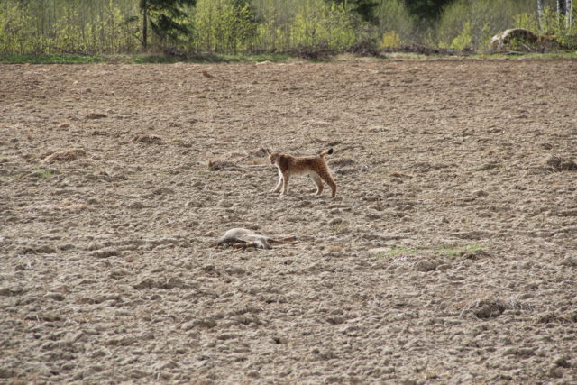 037_1372 ilves saagiga