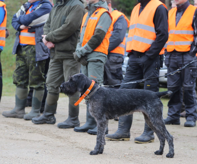 jahikoer, jaht, ühisjaht, jahimees