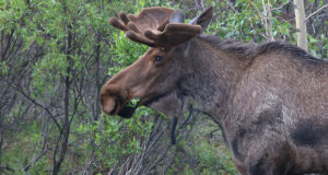 Põdrapull Maru tegemiste animatsioon