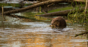 EJ 5/2018: Koprapesakondade loendamine