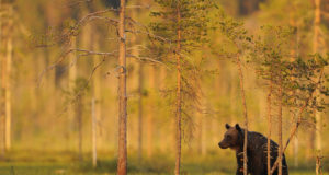 Karude küttimismaht on peaaegu täidetud