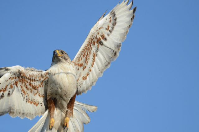 Buteo regalis, viu