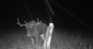 Harjumaal liigub kaelusega põder