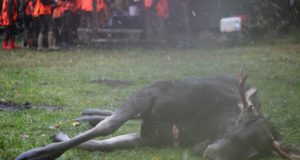 Ruhnu saarel võib nüüd loomseid kõrvalsaaduseid matta