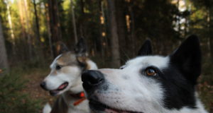 Jahihooaja ABC: lemmikloomaga metsas jalutades tasub olla ettevaatlik