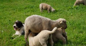 Läti lambakasvatajad tulevad Eestisse õppima kiskjakahjude ennetamist