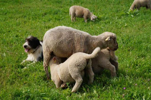 Karjavalvekoer Lembo Karula rahvuspargis tööl. Foto Mats Meriste