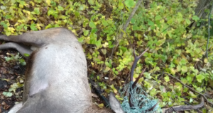 Hiiumaal kütiti karjusenööri takerdunud punahirv