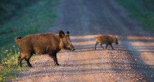 PRESSITEADE: Seakatku nakatanud isendite arv on tunduvalt vähenenud