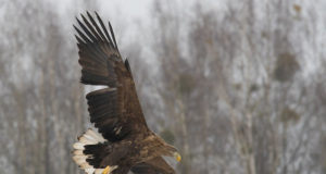 Hiiglaslik kotkas terroriseerib maaperet