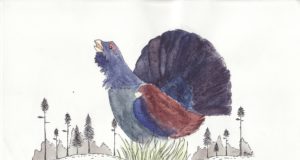 Selgusid parimad metsise joonistajad