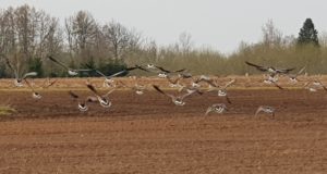 Saarte Hääl: Põllumehed soovivad hanede küttimist hooaja väliselt