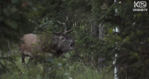 “Metsapoole” saates saab osa vaatemängulisest hirvepulmast