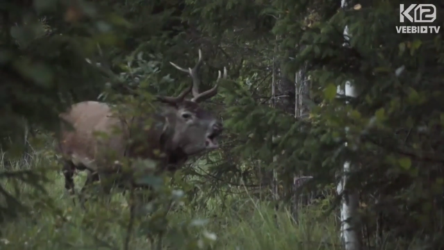 hirvejaht-metsapoole