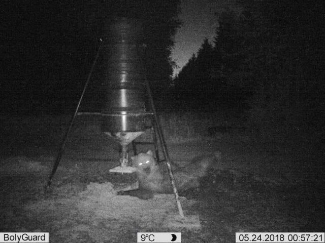 karu- igor nautras_2n