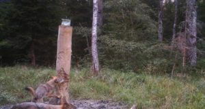 Jälle Jahisest! Alustame suurkiskjate elektroonilise vaatlusega!