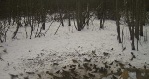 PILTUUDIS: Advendilõuna metsas Autor: P.Vahtramäe rajakaamera