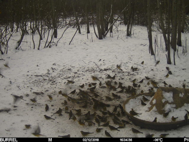 Autor: P.Vahtramäe rajakaamera