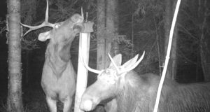 Piltuudis: Põdrajahihooaeg lõpeb 15. detsembril Foto: P.Vahtramäe rajakaamera