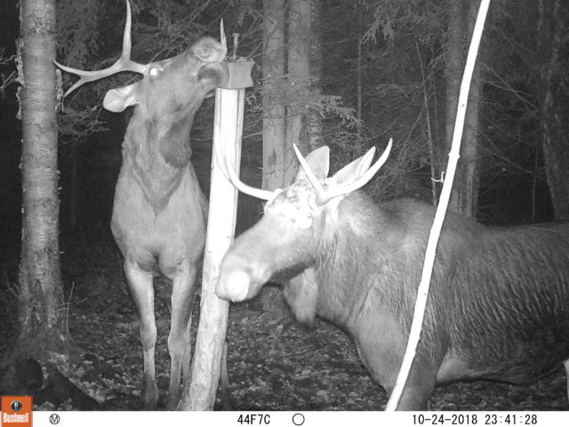 Foto: P.Vahtramäe rajakaamera