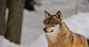 Ulukiuurija Peep Männil: huntide arvukuse piirid ei ole niisama pandud