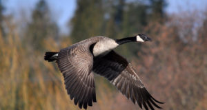 Ornitoloogid: kevadine hanejaht ei lahenda põllumeeste probleeme