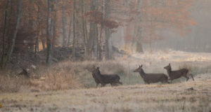 Kellakeeramise peatamine võib säästa liikluses elusid