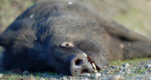 Sigade Aafrika katku viirus tõstab Eestis taas pead