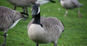 Hanekahjud põldudel: mida näitavad senised uuringud?