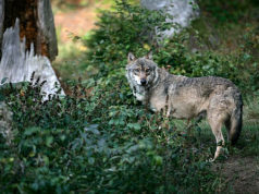 Jahimehed aitavad hundiuuringuks proove koguda