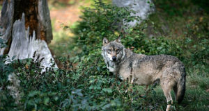 Jahimehed aitavad hundiuuringuks proove koguda