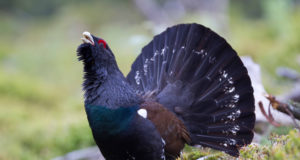 EJS saab 52-aastaseks