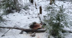 SAKi viirus möllab taas