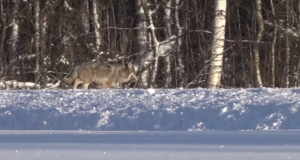 VIDEO! Viljandi mees filmis koduhoovis hunti