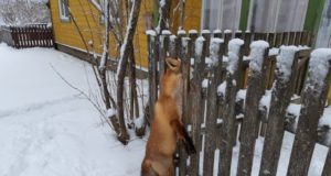 Suure-Jaanis hukkus õnnetult rebane