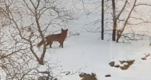 VIDEO! Rebane toimetamas EJSis