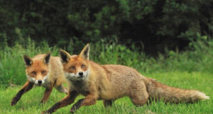 Tartumaal väikeulukite küttimine paberivaba!