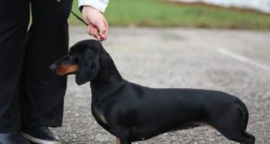 Säreveres toimub taas jahikoerte näitus