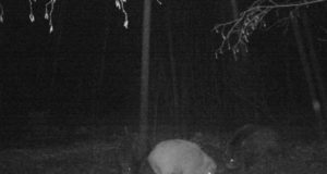 PILTUUDIS: Viljandimaal jäi valge metssiga rajakaamerasse