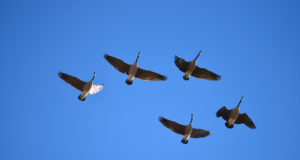 Rootsi rannikult levib linnugripp üle Läänemere tundidega