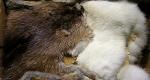 Taluperenaine muudab nahad kunstiteoseks