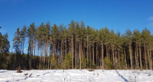 Pärnumaal moodustatakse uus looduskaitseala