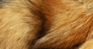 Saksa jahimehed algatasid karusnahkade korjamiseks pilootprojekti