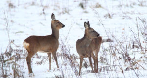 Leili metsalood: Metskitsede talv