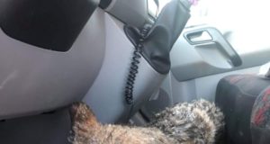 Noormehed päästsid jäisest jõest hundi