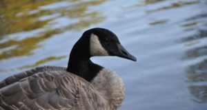 Ornitoloogiaühing kutsub infopäevale