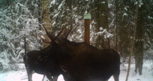 Salaküttimisjuhtumi aegumine tõi riigile kopsaka lisatasu