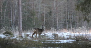 Õismäel murravad lemmikloomad metskitsi